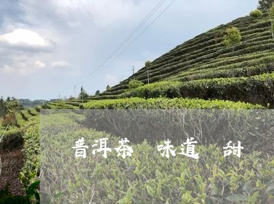 普洱茶 味道 甜/2023041014846